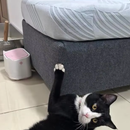 Cat Scratching Material | Self-Adhesive Carpet Scratch Board