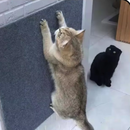 Cat Scratching Material | Self-Adhesive Carpet Scratch Board